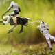 Illustration for article titled Cool Macroshots Show The Dramatic Adventures of emStar Wars/em Figurines
